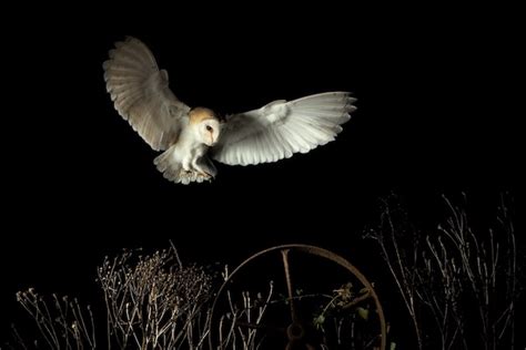 Eclipse Soundscapes AudioMoth Donations Will Study Nature at .